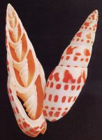 seashell